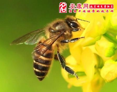蜜蜂飞上身预兆周公解梦 梦见蜜蜂成群密密麻麻