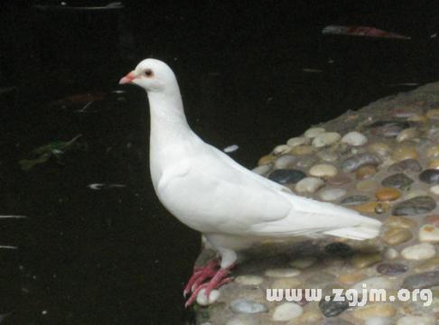 原版周公解梦梦见鸽子 梦见有人送鸽子给我