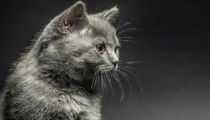 周公解梦买猫 周公解梦巨大的猫