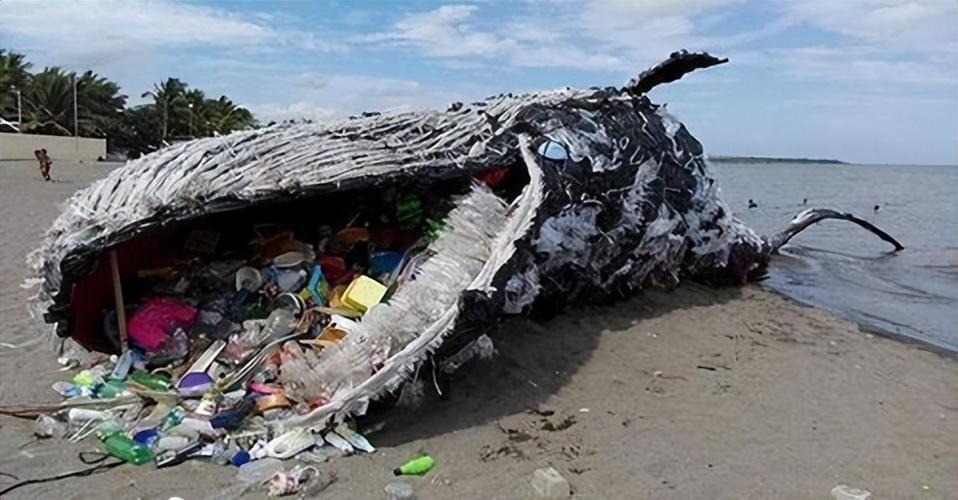 周公解梦鲸鱼搁浅 救援搁浅鲸鱼现场直播