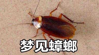 周公解梦蟑螂考试 正版周公解梦原版