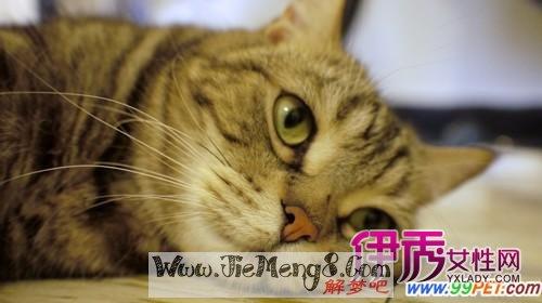 周公解梦不让猫出去 猫挡路不让走寓意