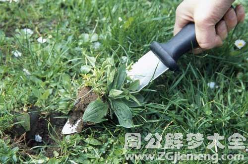 梦见锄草周公解梦 周公解梦大全查询