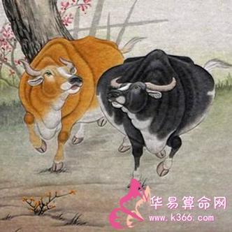 1961年属牛八字一生 1961年属牛晚年是什么意思？