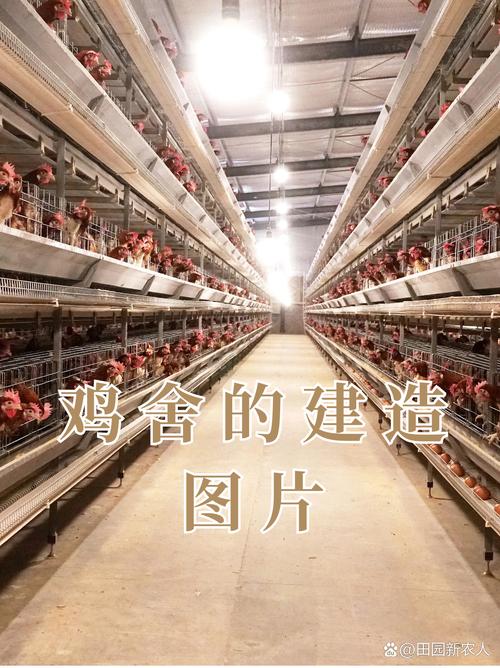 建鸡舍吉日 修建鸡舍吉日吉时